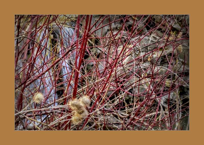 Rattlesnake master seeds  by the water fall- 01